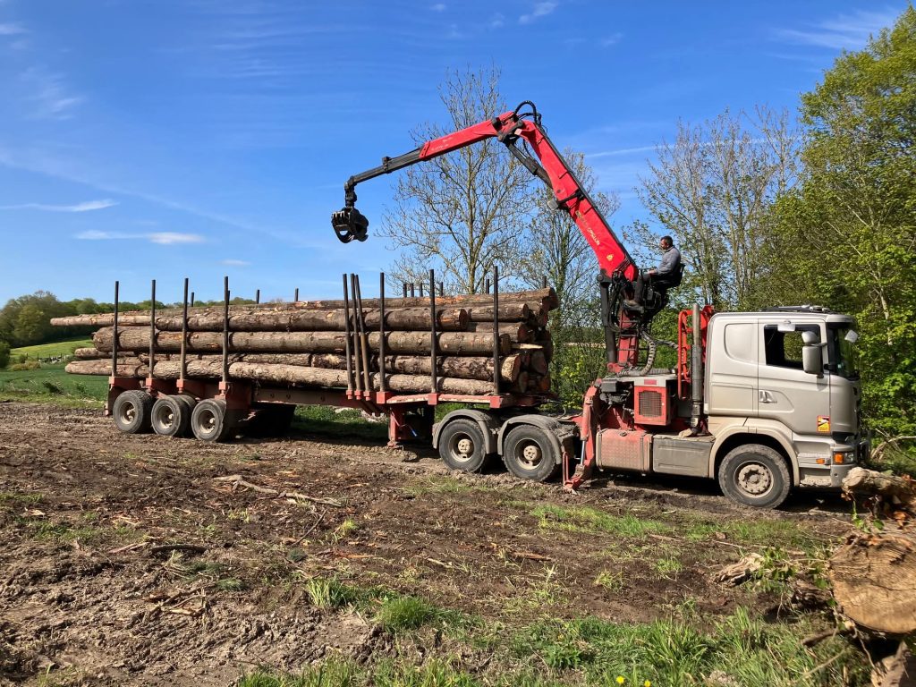 Grumier chargé de grumes de peuplier en bord de parcelle, grue en action, après exploitation de peupleraie par les ETS Delestrez